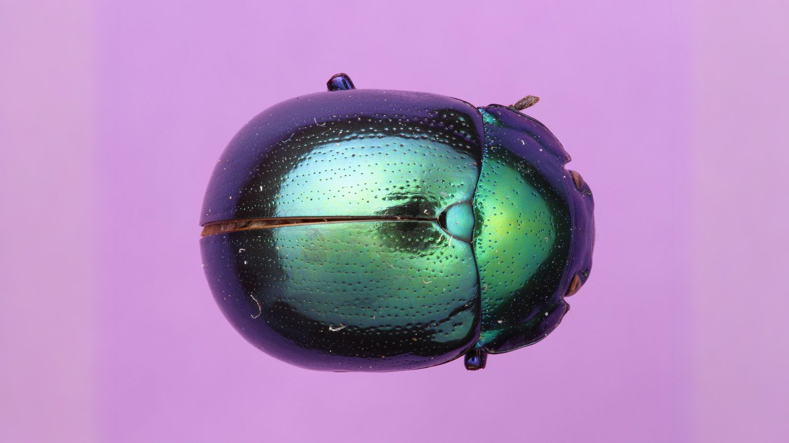 24-June Midsummer Beetles & London Lore Section Image