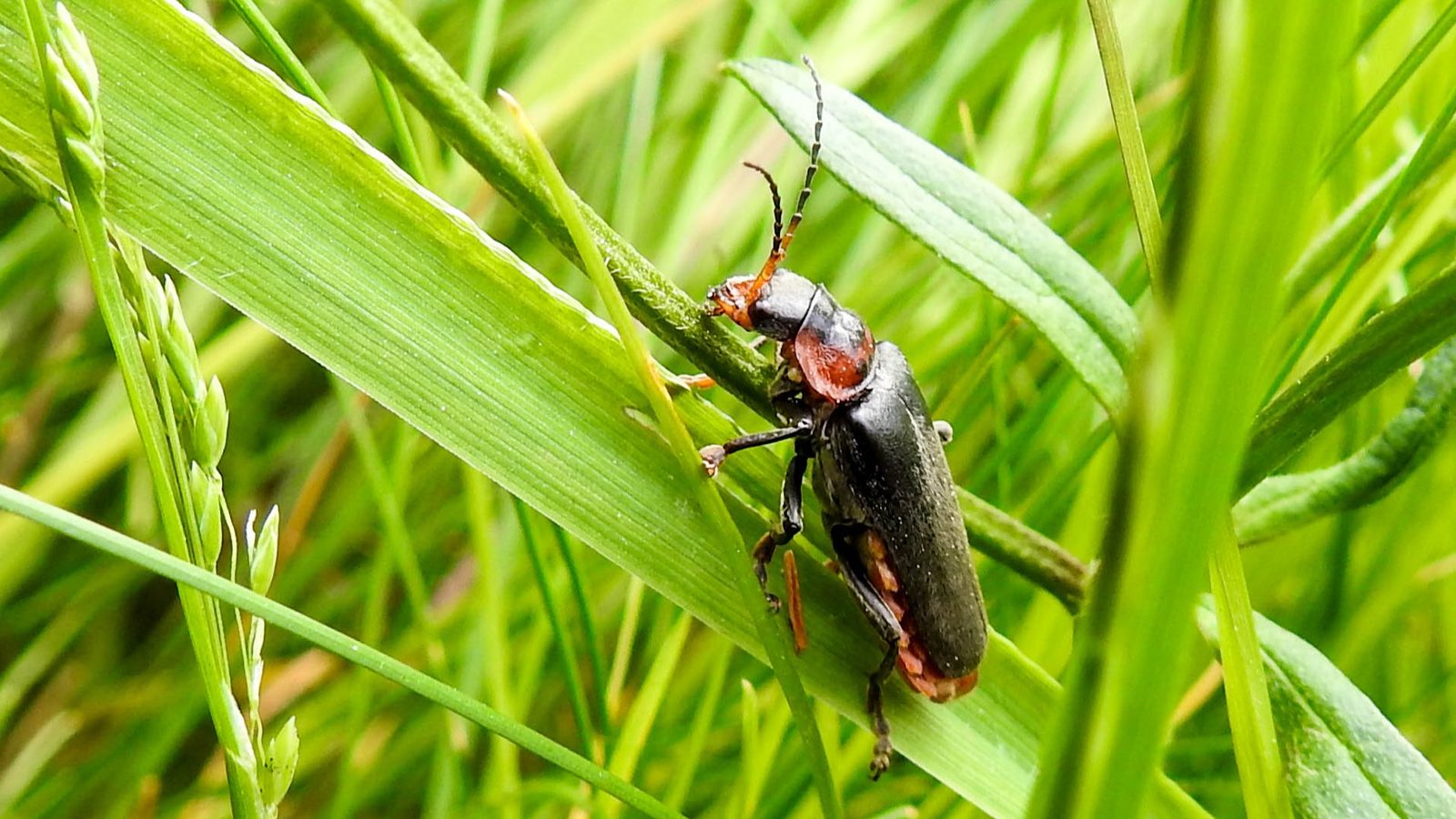 24-June Midsummer Beetles & London Lore Section Image