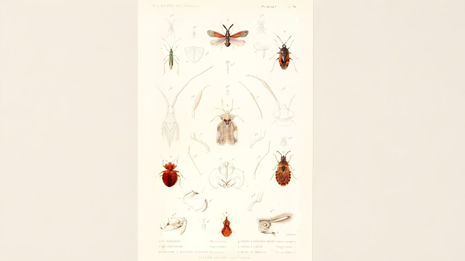 25-June London’s True Bugs: Beauty & the Beak Section Image