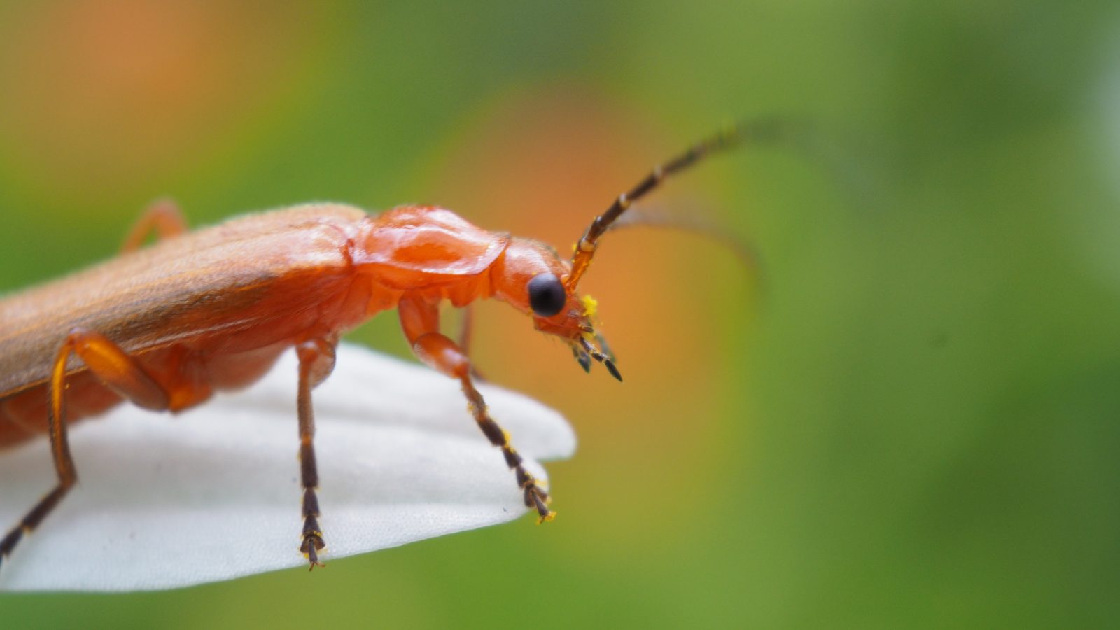 25-June London’s True Bugs: Beauty & the Beak Section Image