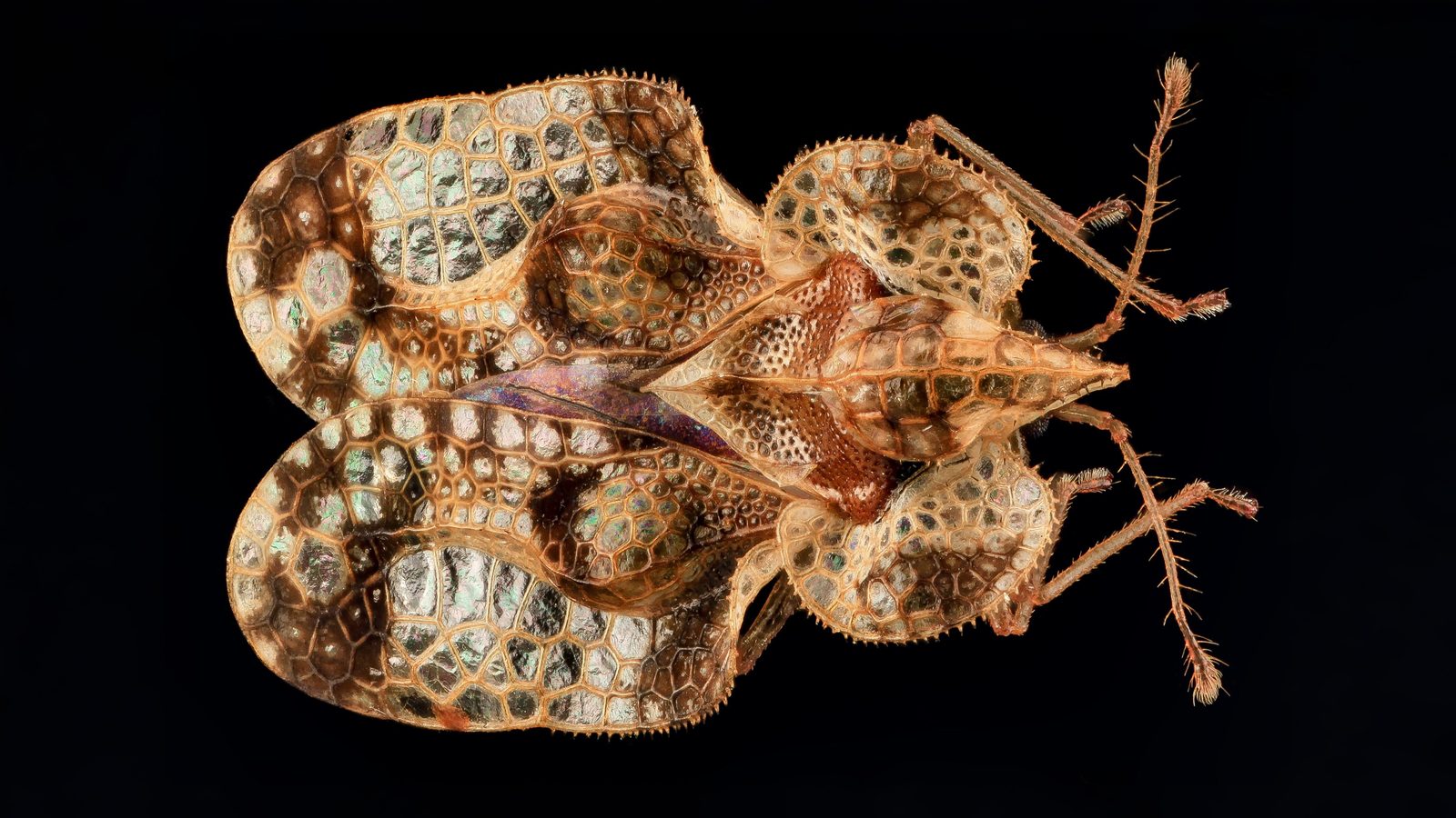 25-June London’s True Bugs: Beauty & the Beak Section Image