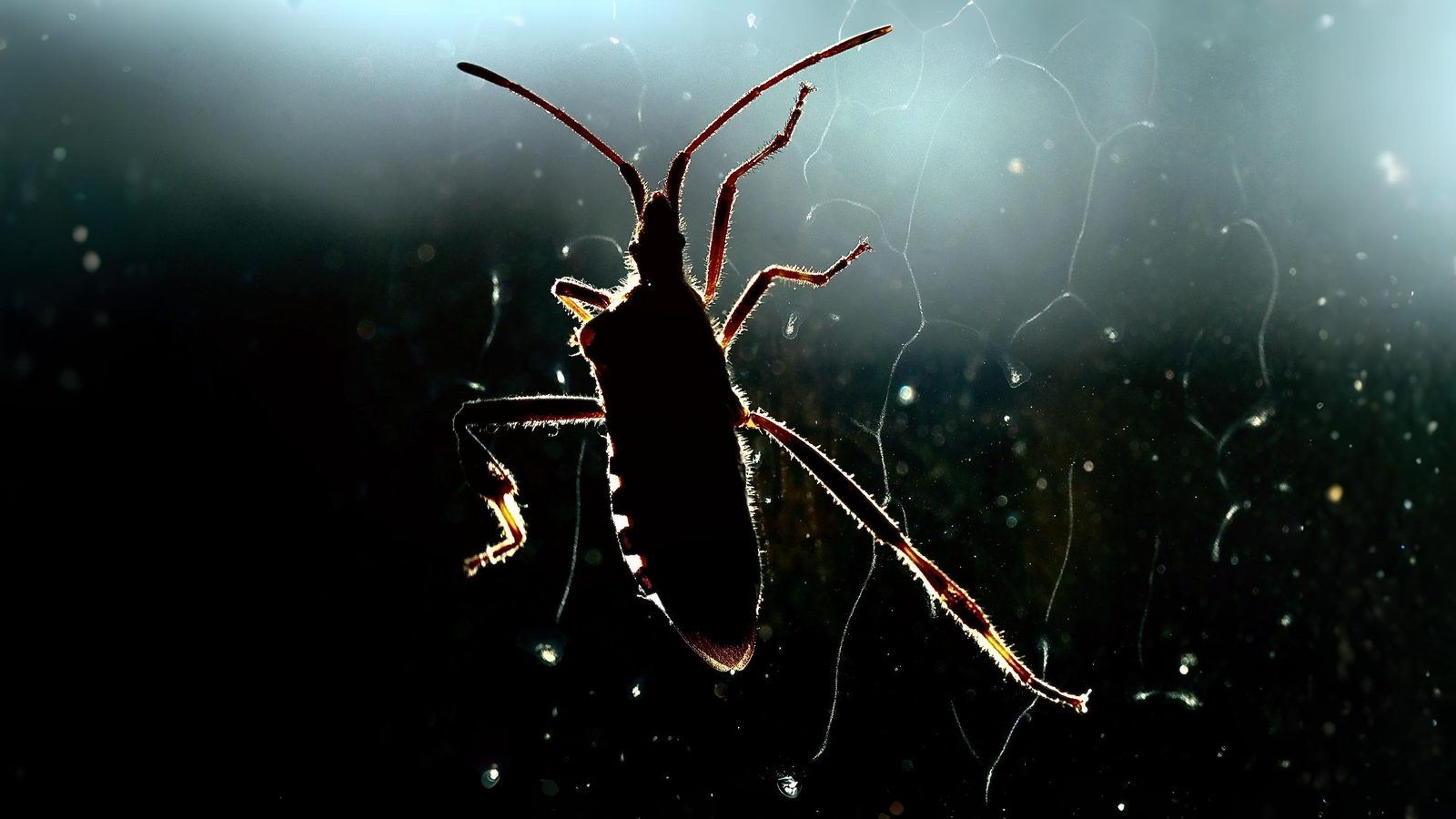 26-June London’s Bug Circus: Jumpers, Stilts & Vampires Section Image