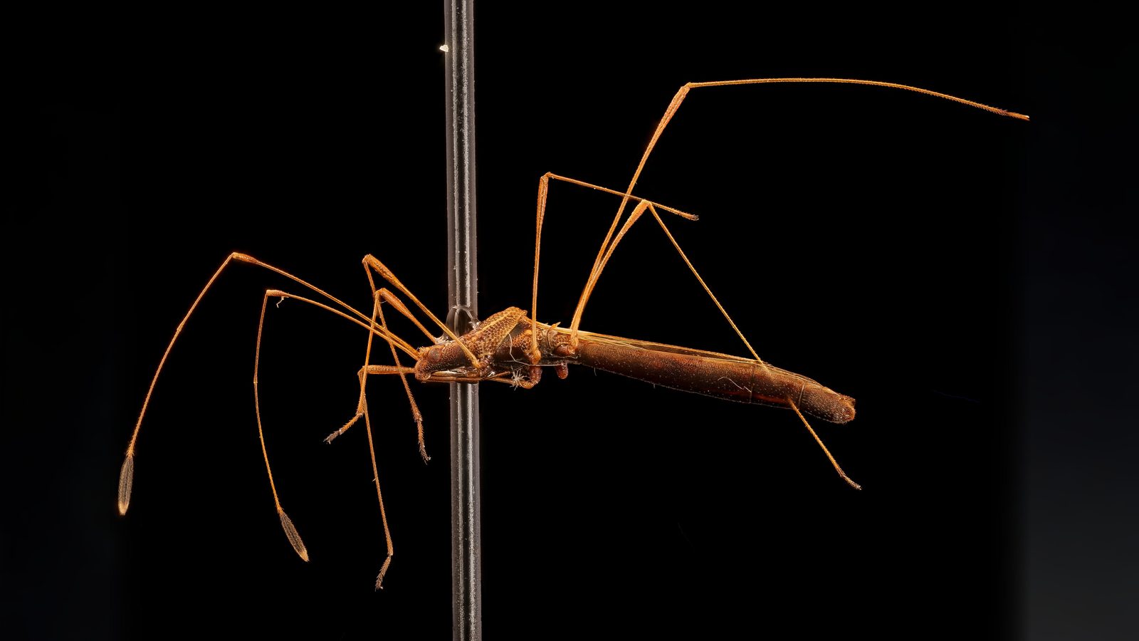 26-June London’s Bug Circus: Jumpers, Stilts & Vampires Section Image