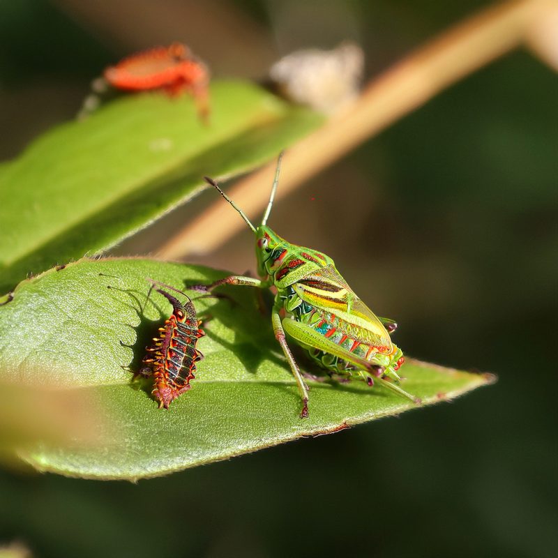 26-June London’s Bug Circus: Jumpers, Stilts & Vampires