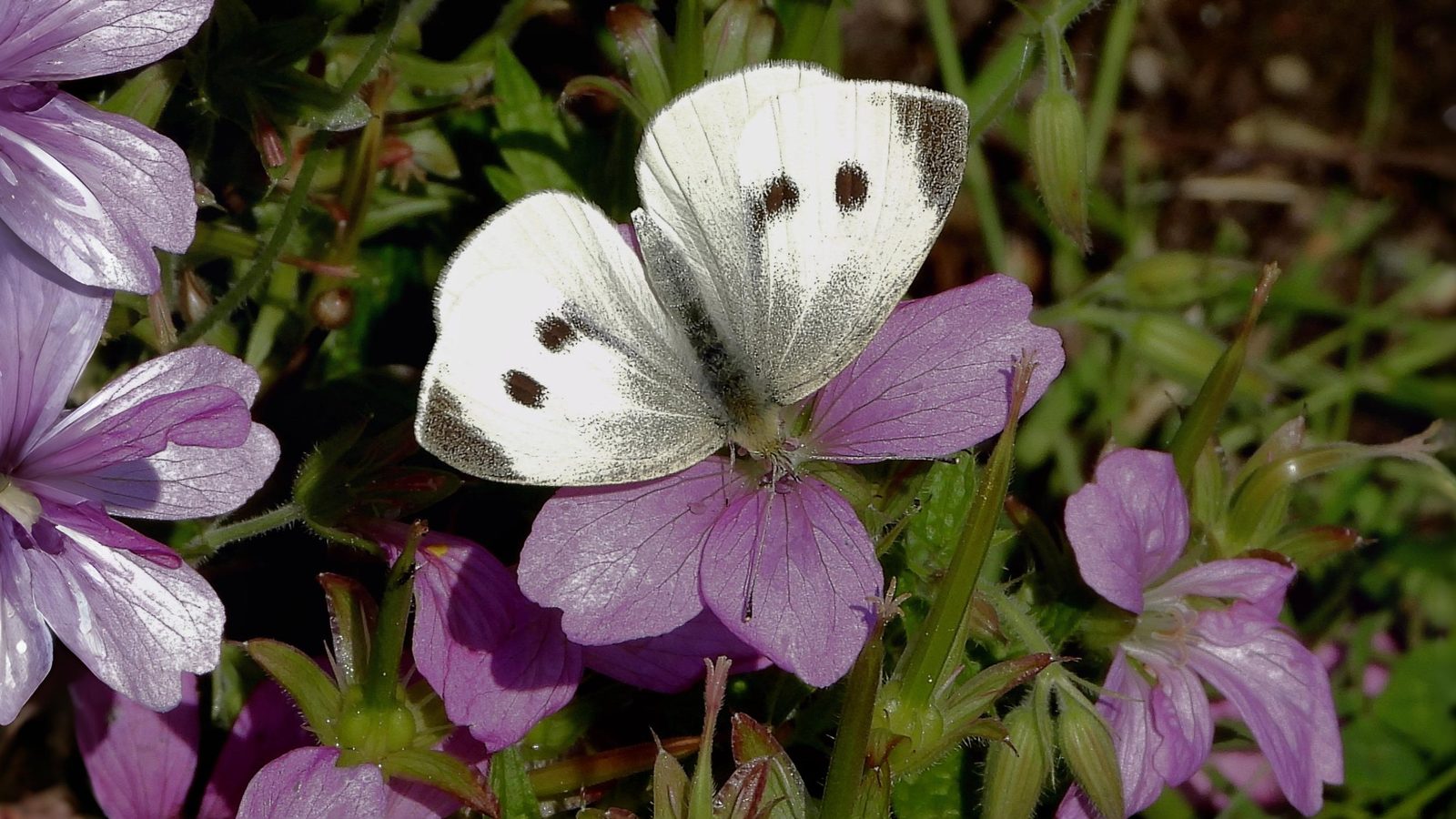 27-June London’s Fluttering Jewels: Butterflies & Moths of June Section Image