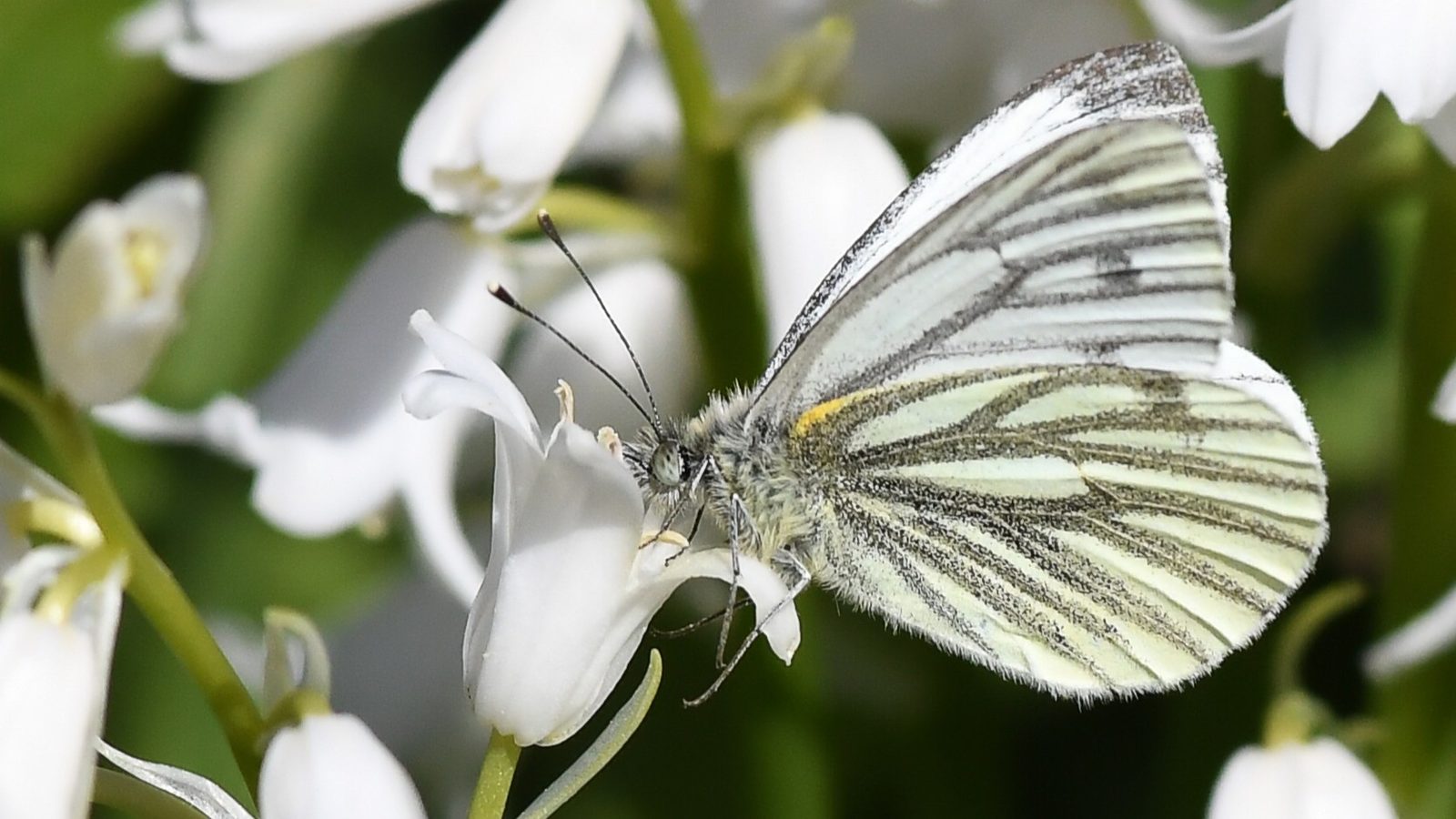 27-June London’s Fluttering Jewels: Butterflies & Moths of June Section Image