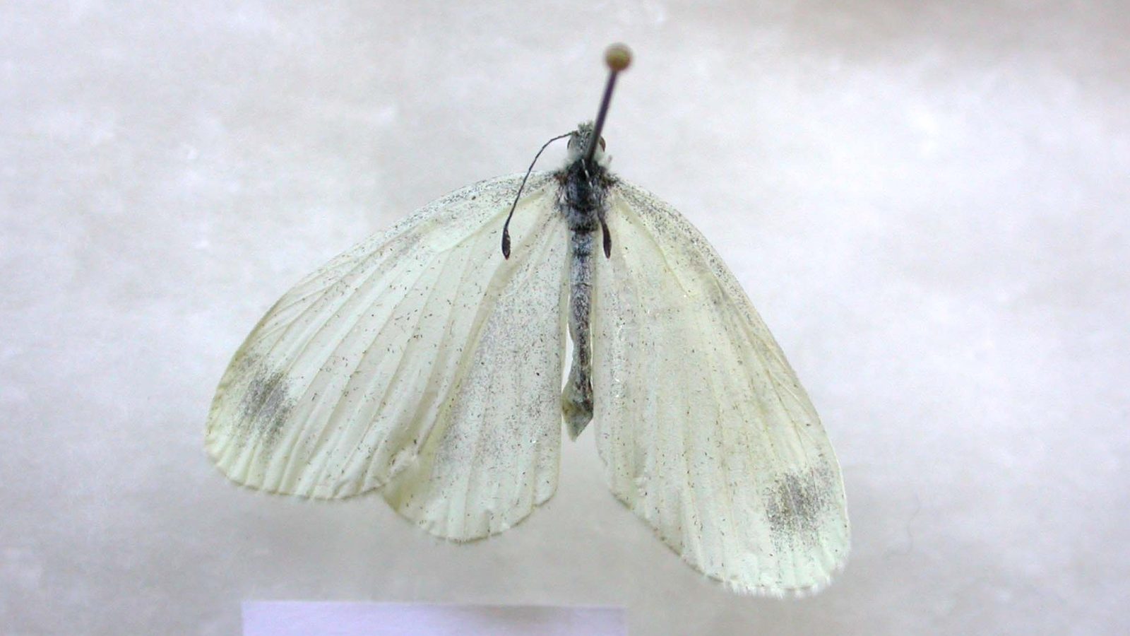 27-June London’s Fluttering Jewels: Butterflies & Moths of June Section Image