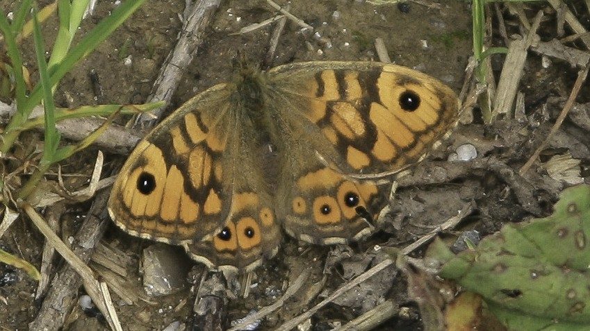 27-June London’s Fluttering Jewels: Butterflies & Moths of June Section Image
