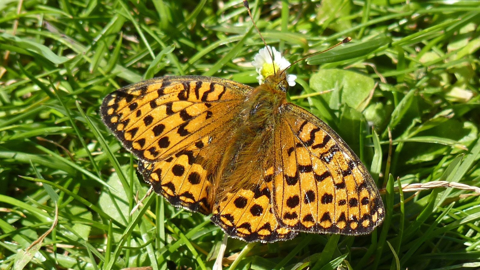 27-June London’s Fluttering Jewels: Butterflies & Moths of June Section Image