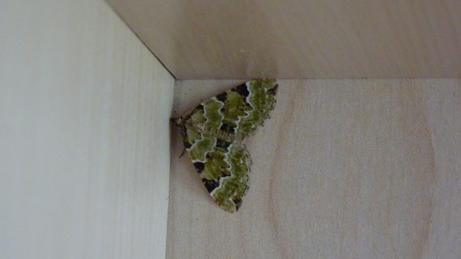 27-June London’s Fluttering Jewels: Butterflies & Moths of June Section Image