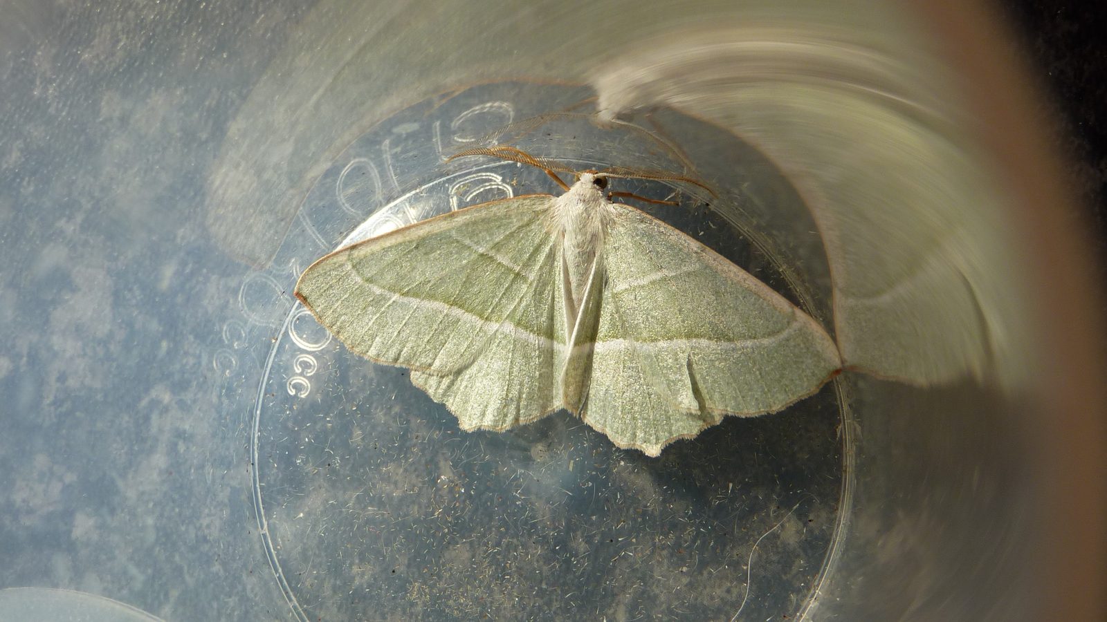 27-June London’s Fluttering Jewels: Butterflies & Moths of June Section Image