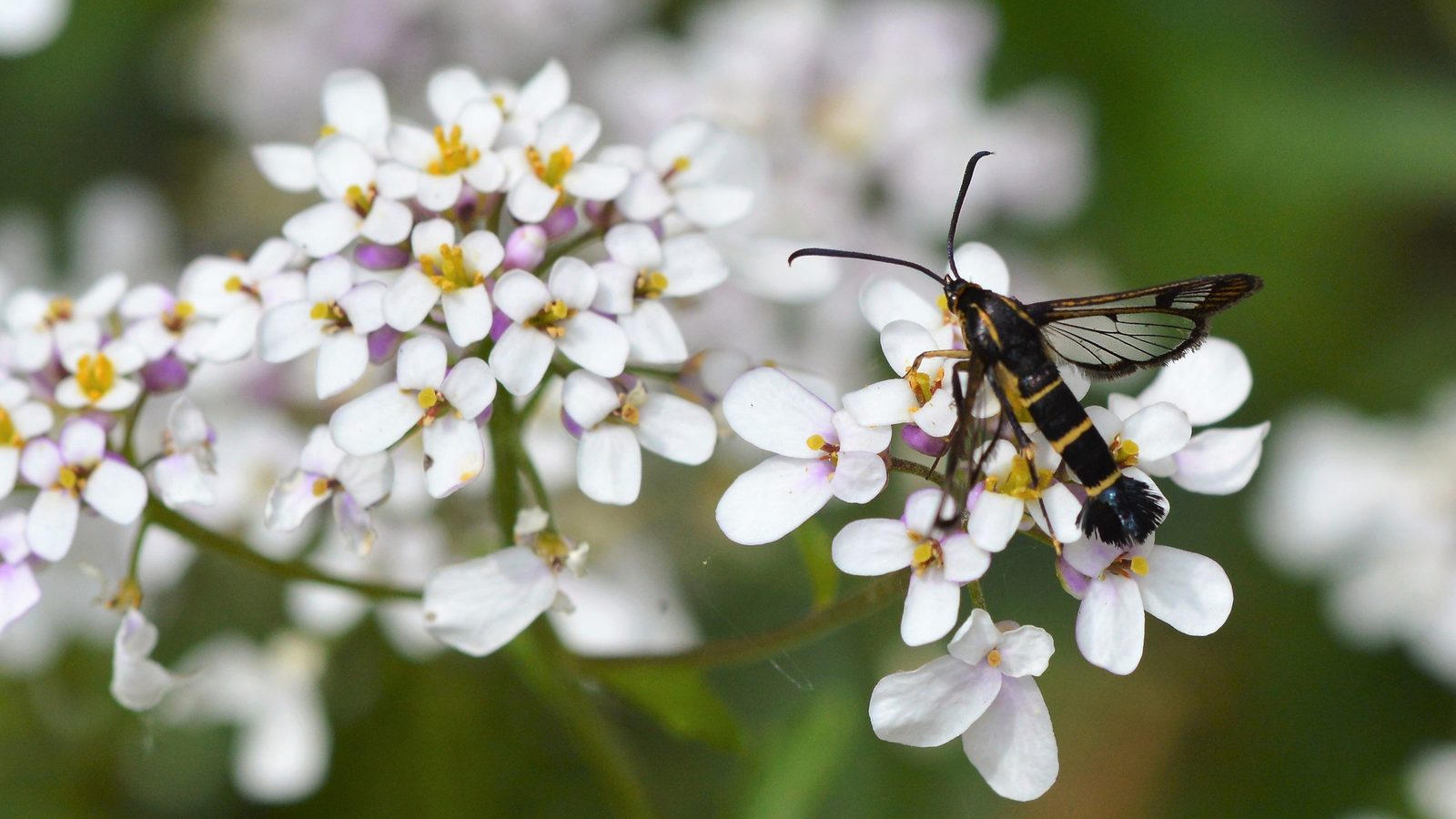 27-June London’s Fluttering Jewels: Butterflies & Moths of June Section Image