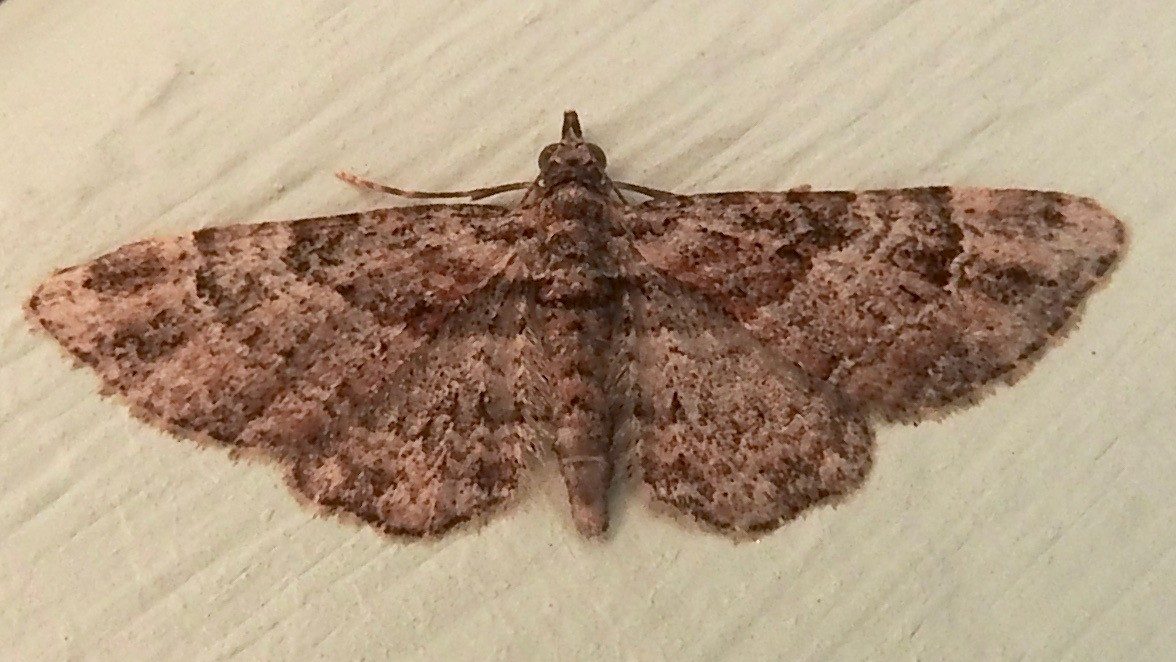 27-June London’s Fluttering Jewels: Butterflies & Moths of June Section Image