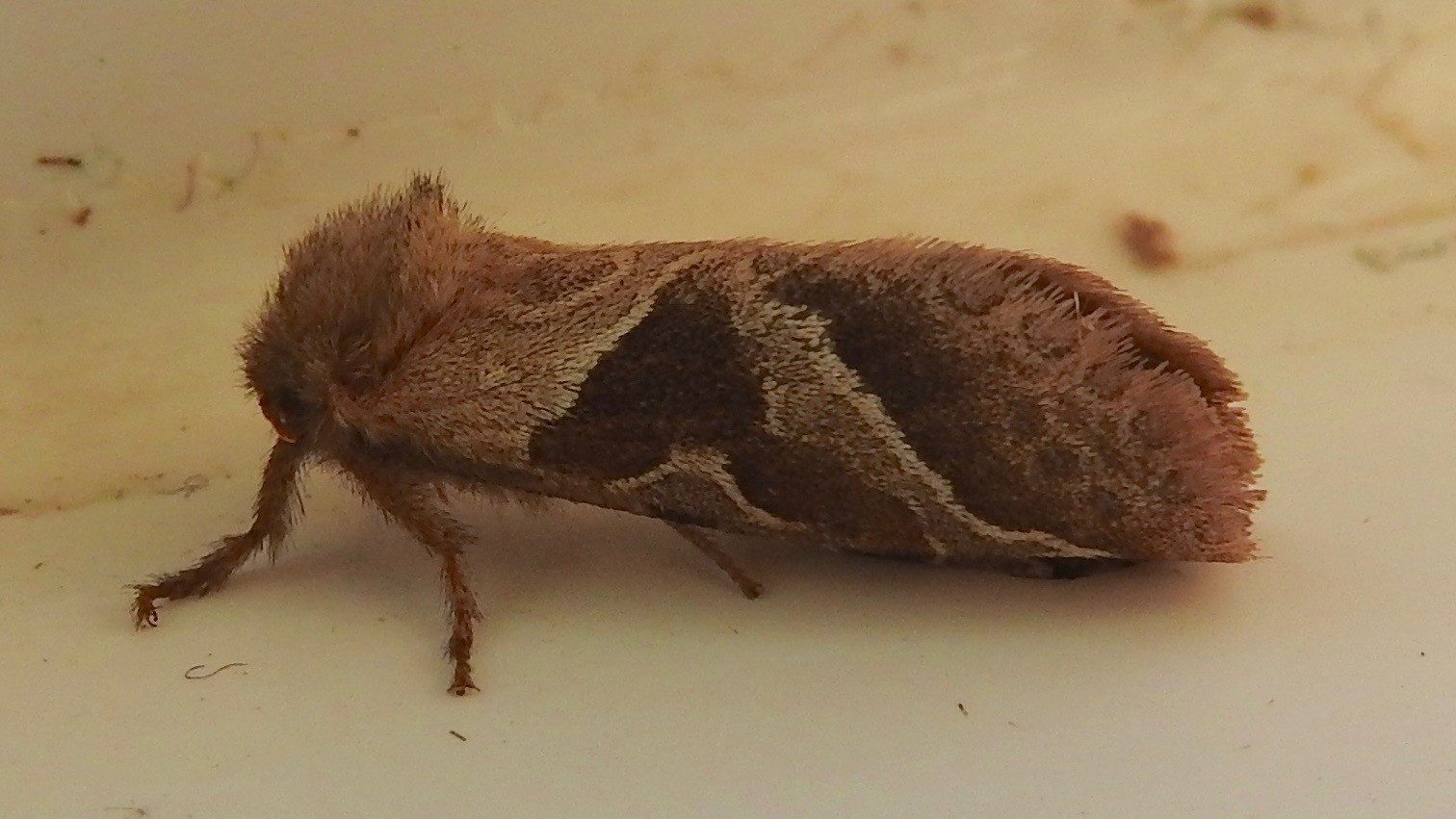 27-June London’s Fluttering Jewels: Butterflies & Moths of June Section Image