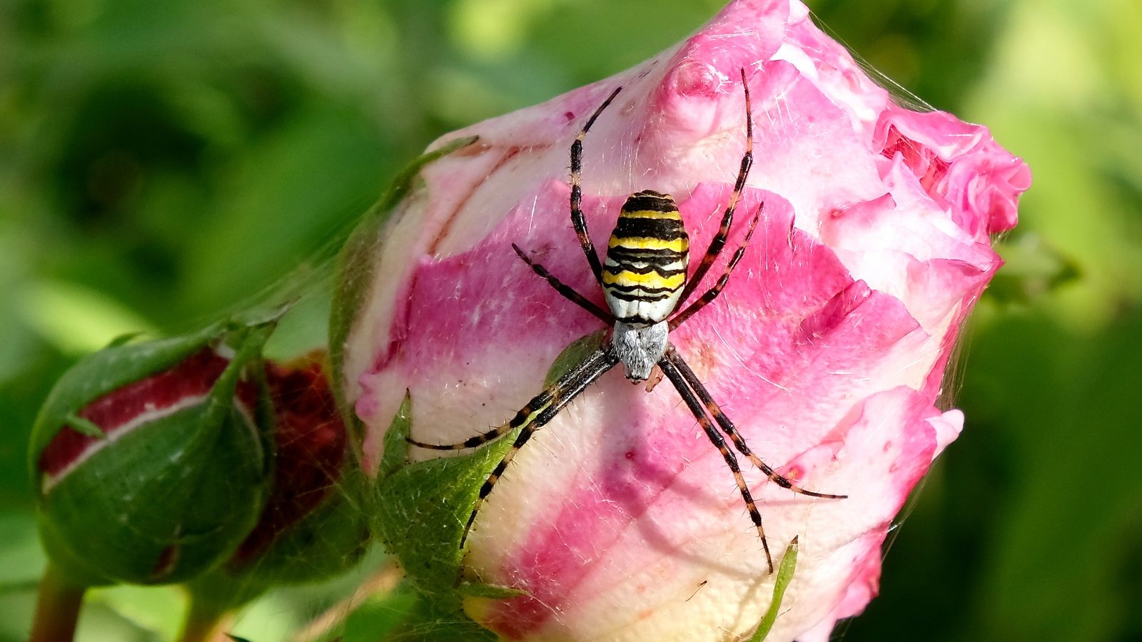 28-June London’s Eight-Legged Acrobats & Silk-Spinning Caterpillars Section Image