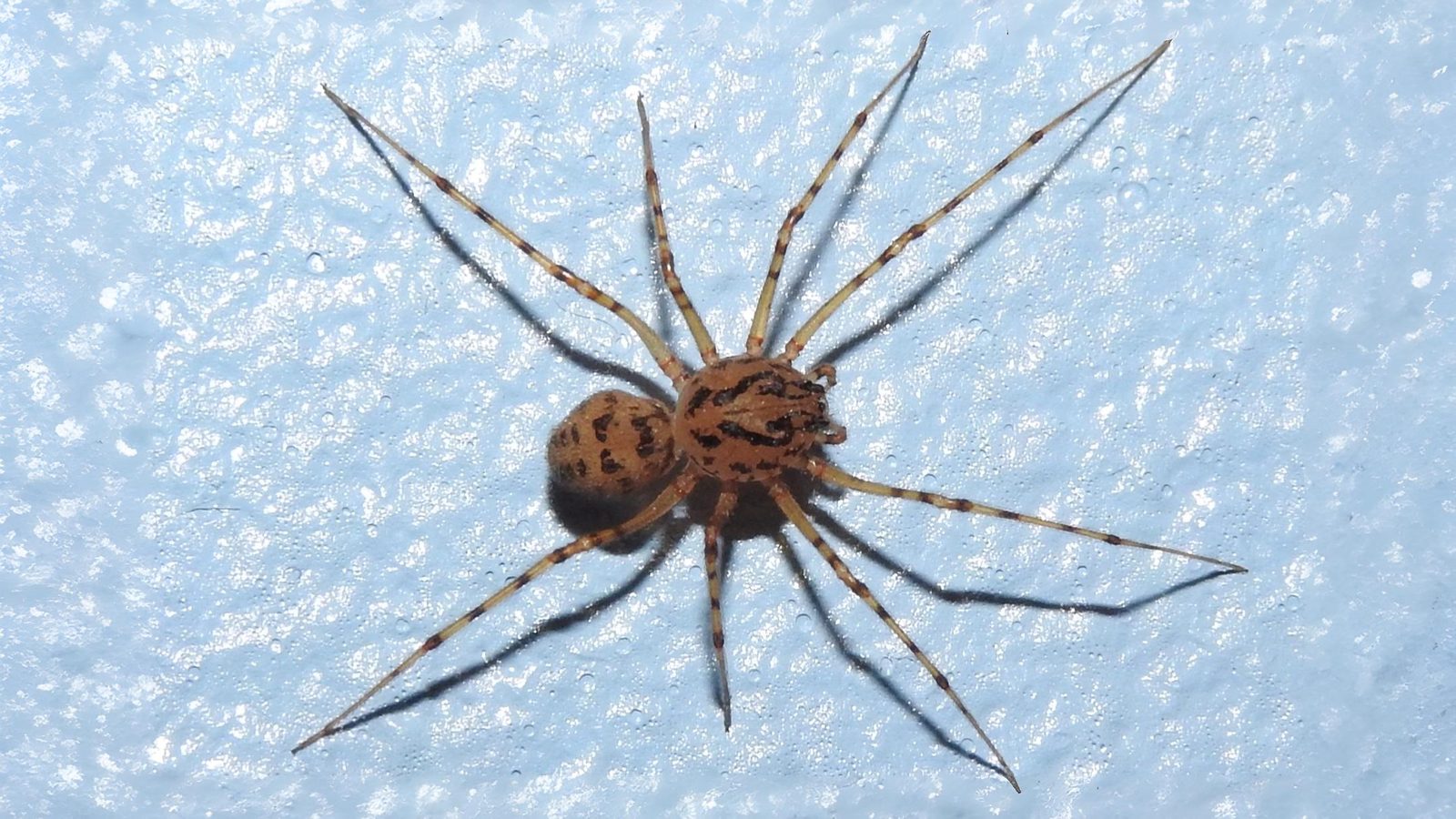 28-June London’s Eight-Legged Acrobats & Silk-Spinning Caterpillars Section Image