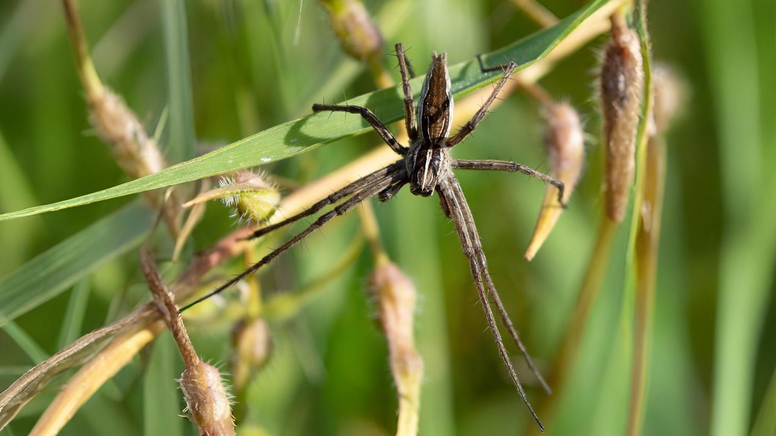 28-June London’s Eight-Legged Acrobats & Silk-Spinning Caterpillars Section Image