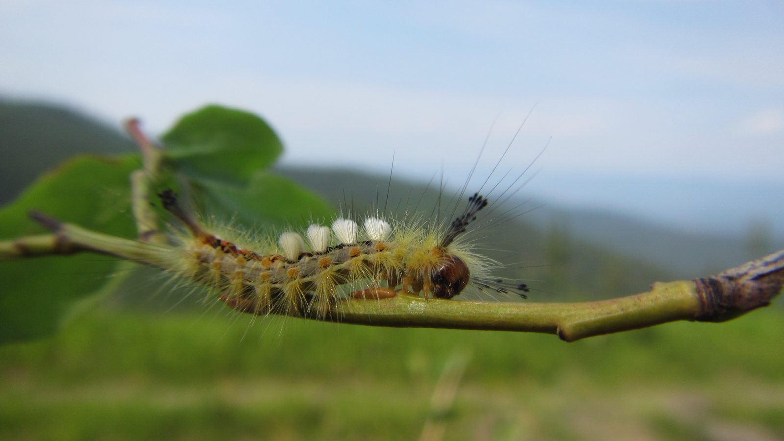 28-June London’s Eight-Legged Acrobats & Silk-Spinning Caterpillars Section Image