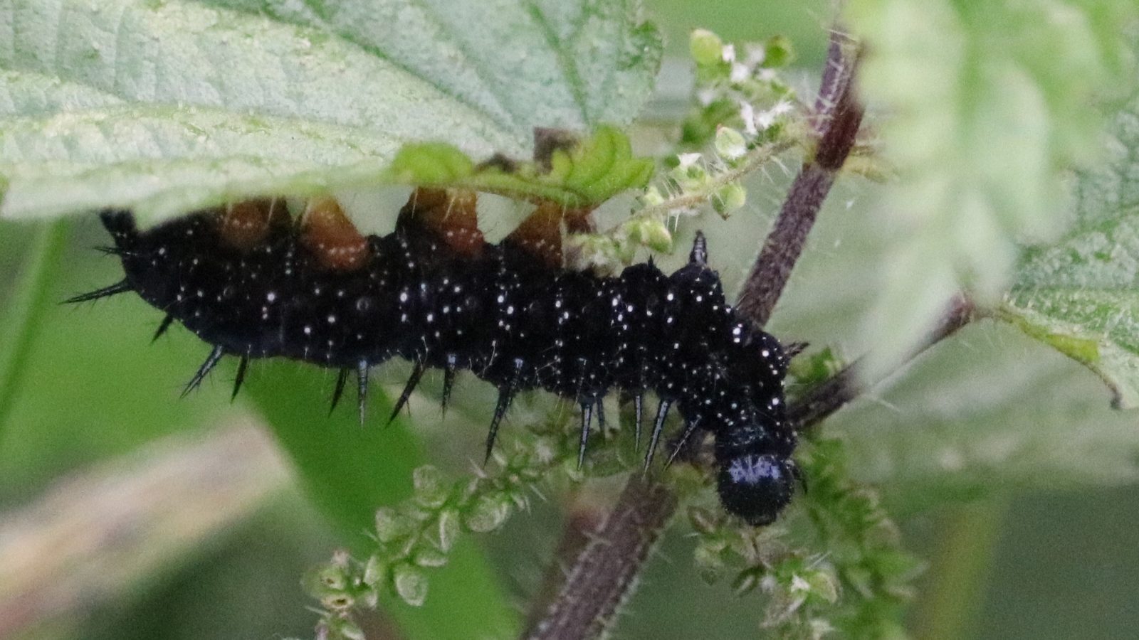 28-June London’s Eight-Legged Acrobats & Silk-Spinning Caterpillars Section Image