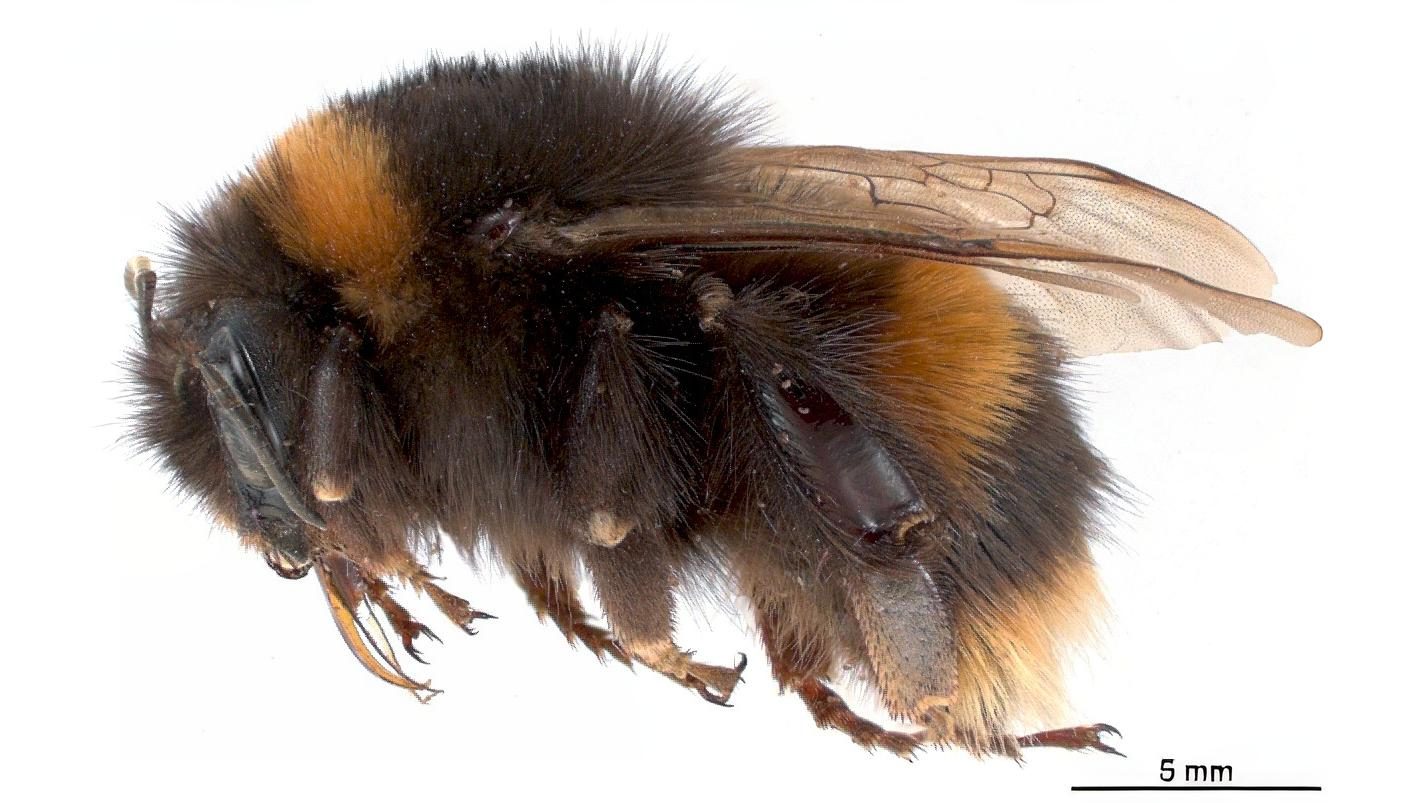 29-June London’s Buzzing Secrets Section Image