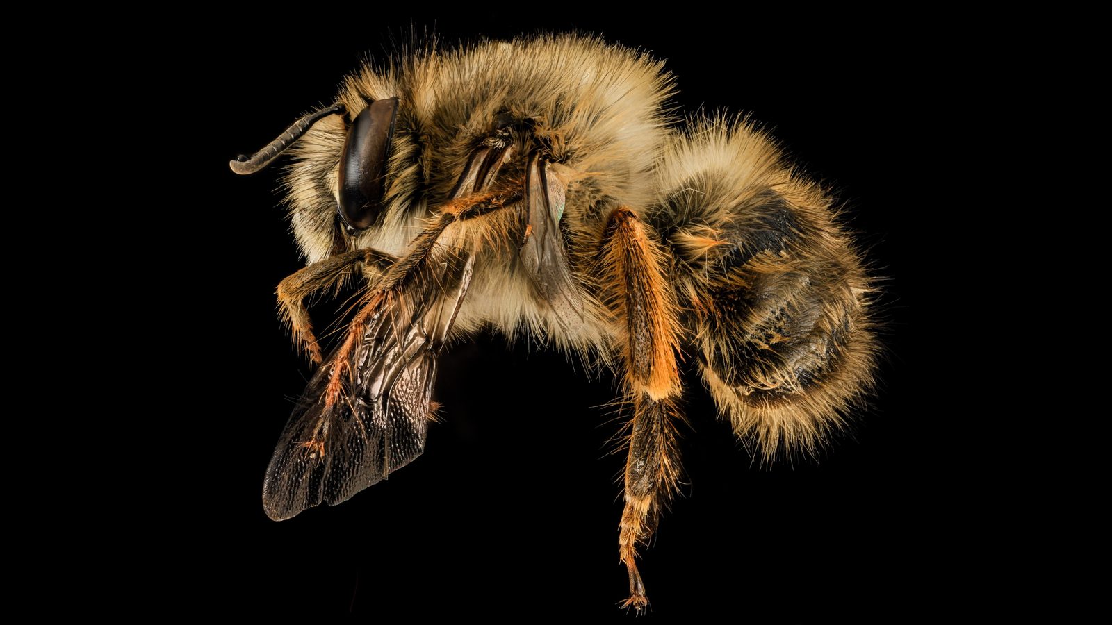29-June London’s Buzzing Secrets Section Image