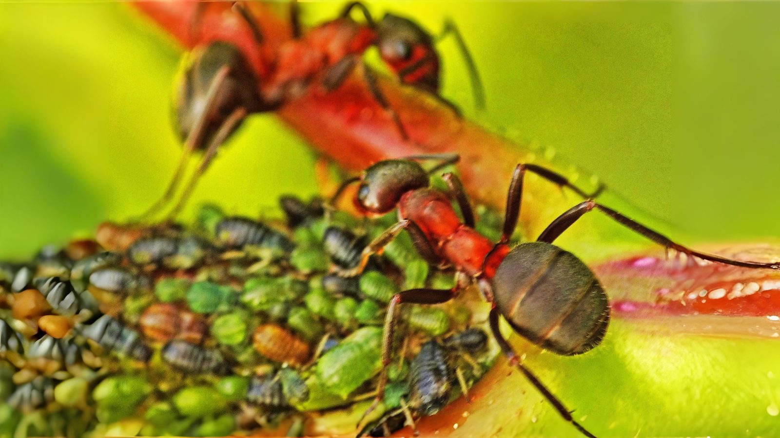 29-June London’s Buzzing Secrets Section Image
