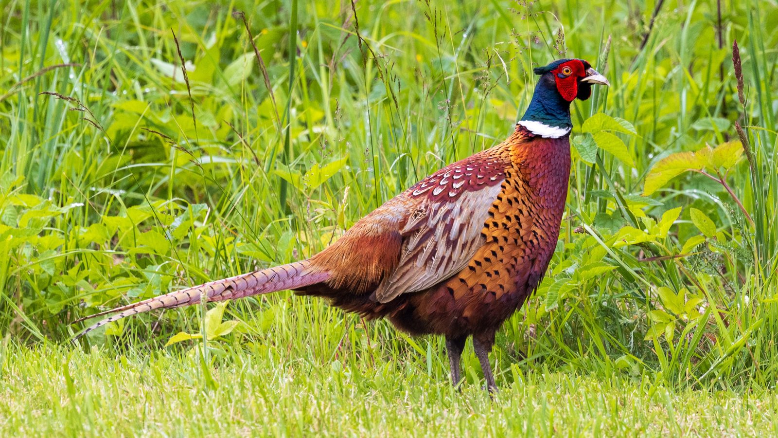 02-July London’s July Birdsong Section Image