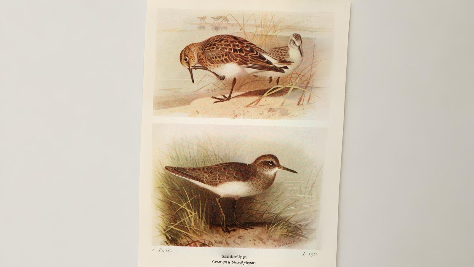 04-July London’s July Migrations Section Image
