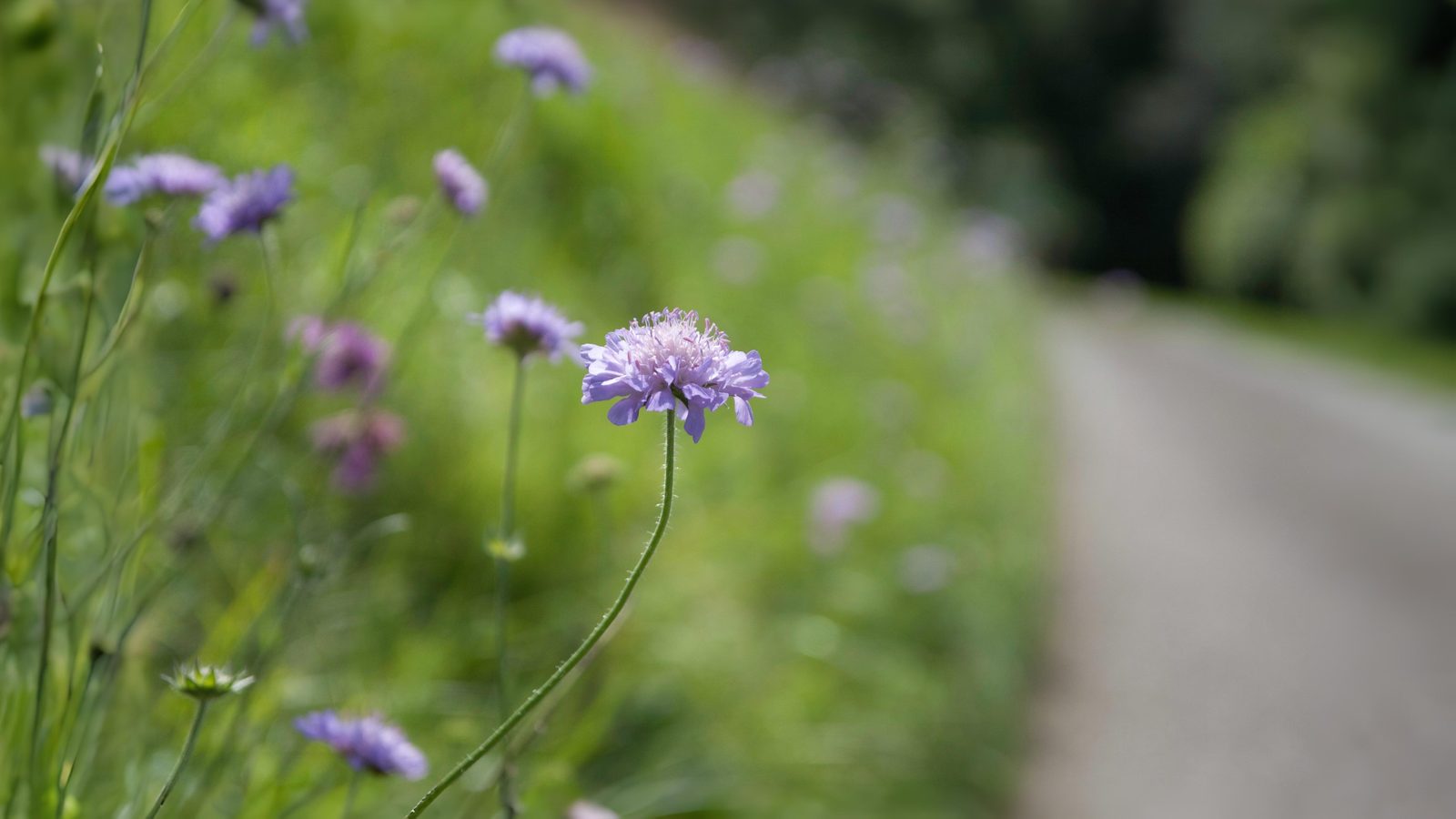 05-July London’s July Wildflowers Section Image