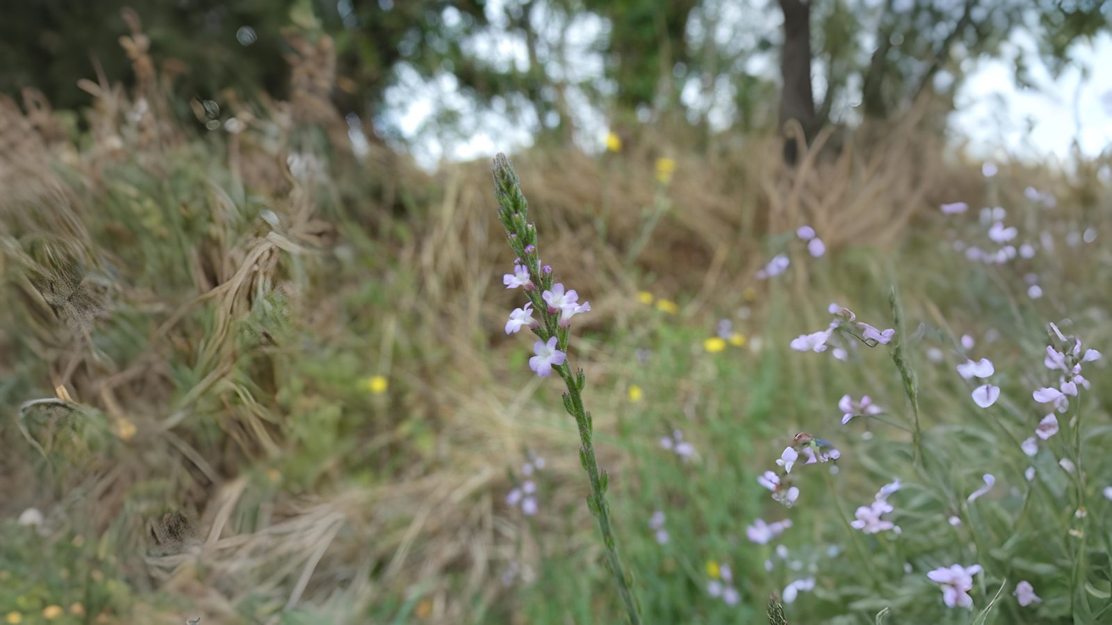 05-July London’s July Wildflowers Section Image