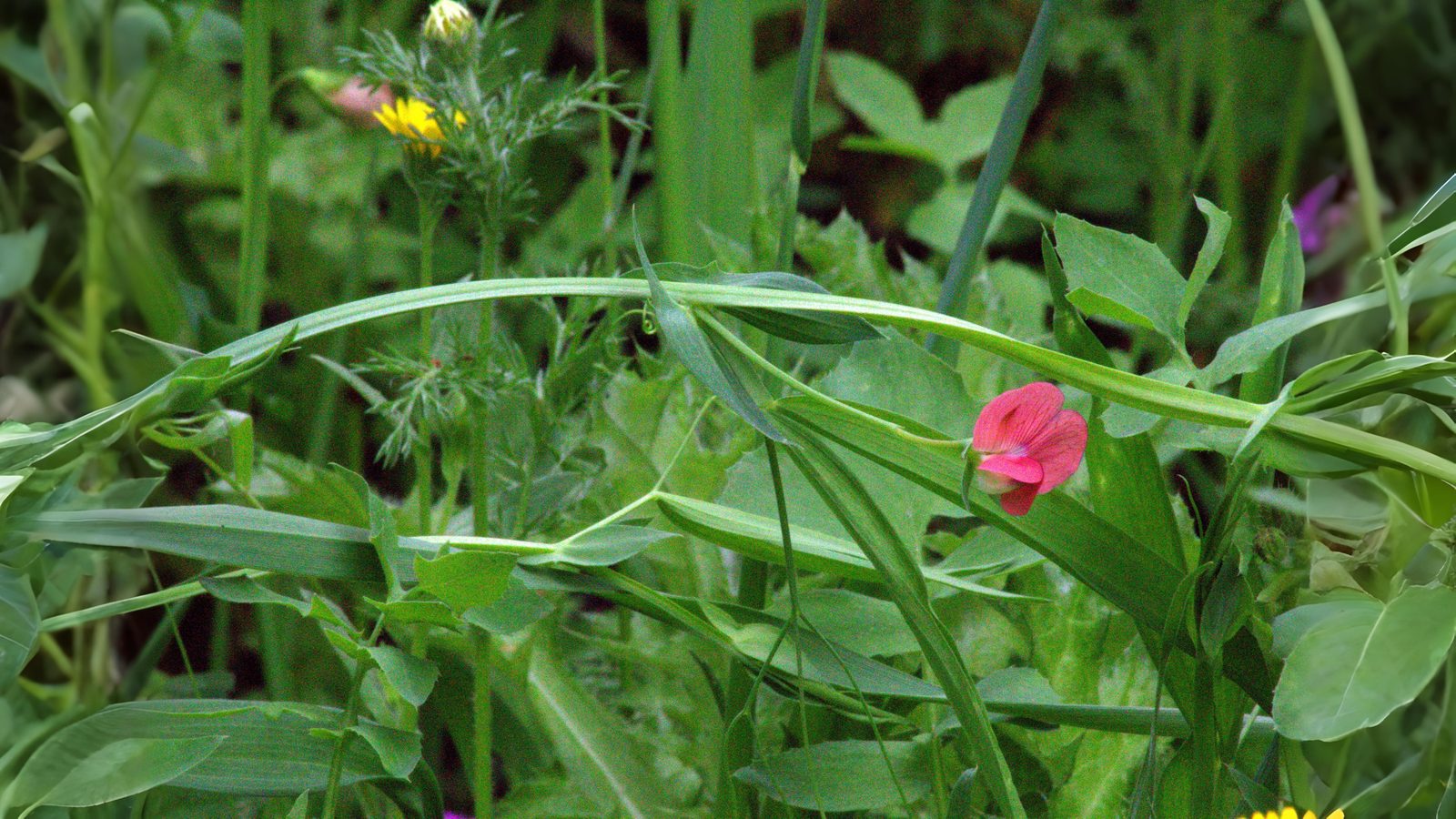 06-July London’s Peas & Thistles Section Image