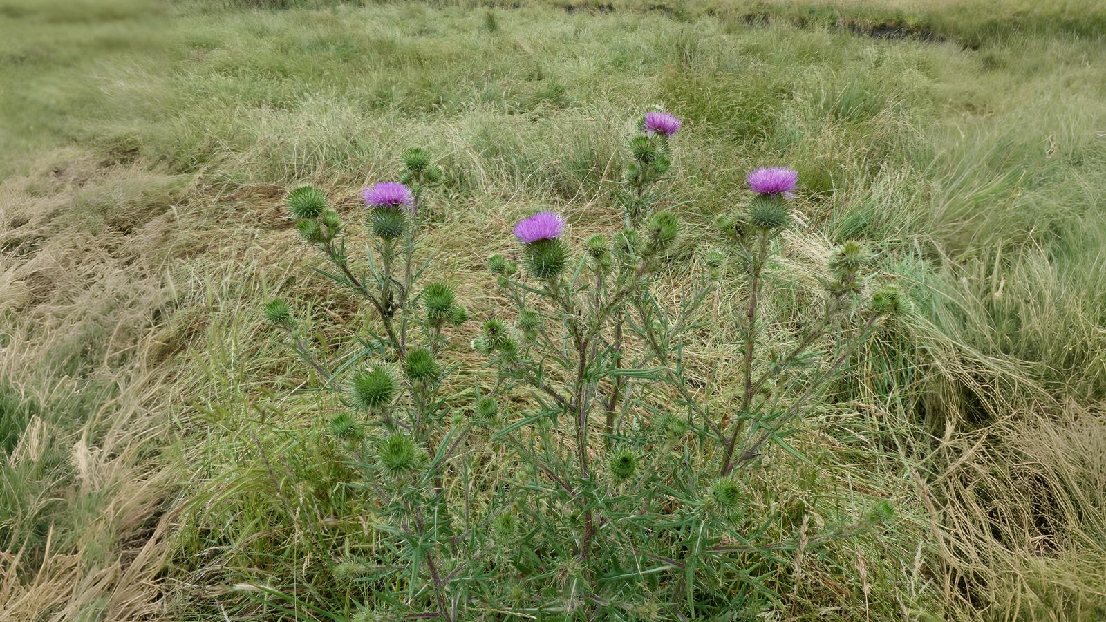06-July London’s Peas & Thistles Section Image