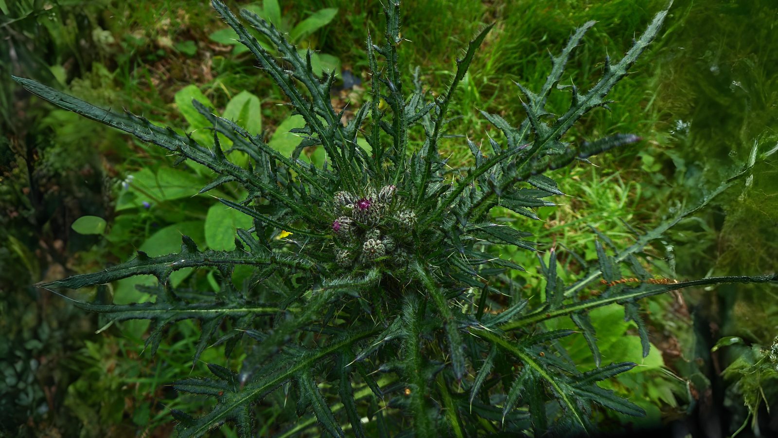 06-July London’s Peas & Thistles Section Image