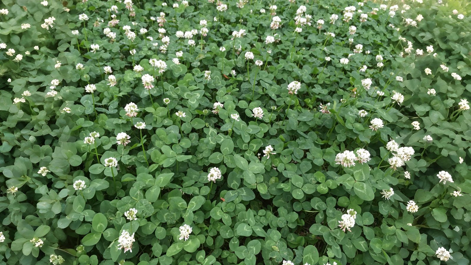 08-July London’s Clover Secrets Section Image