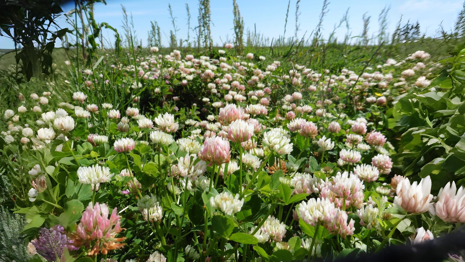 08-July London’s Clover Secrets Section Image