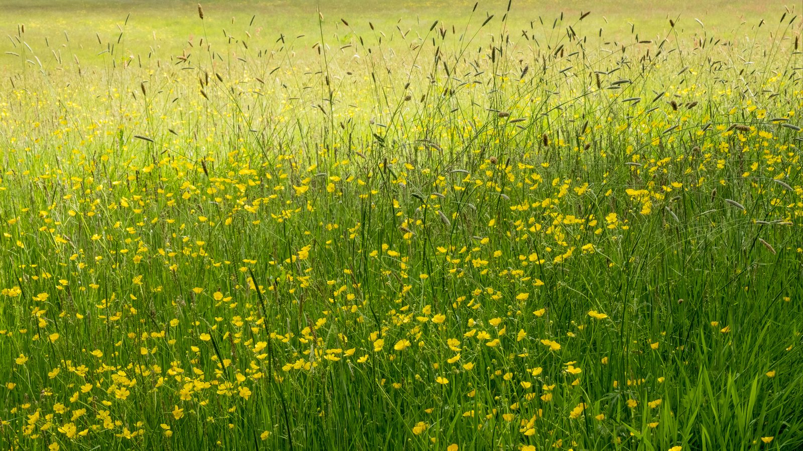 21-July London in Bloom: July’s Silent Splendour Section Image