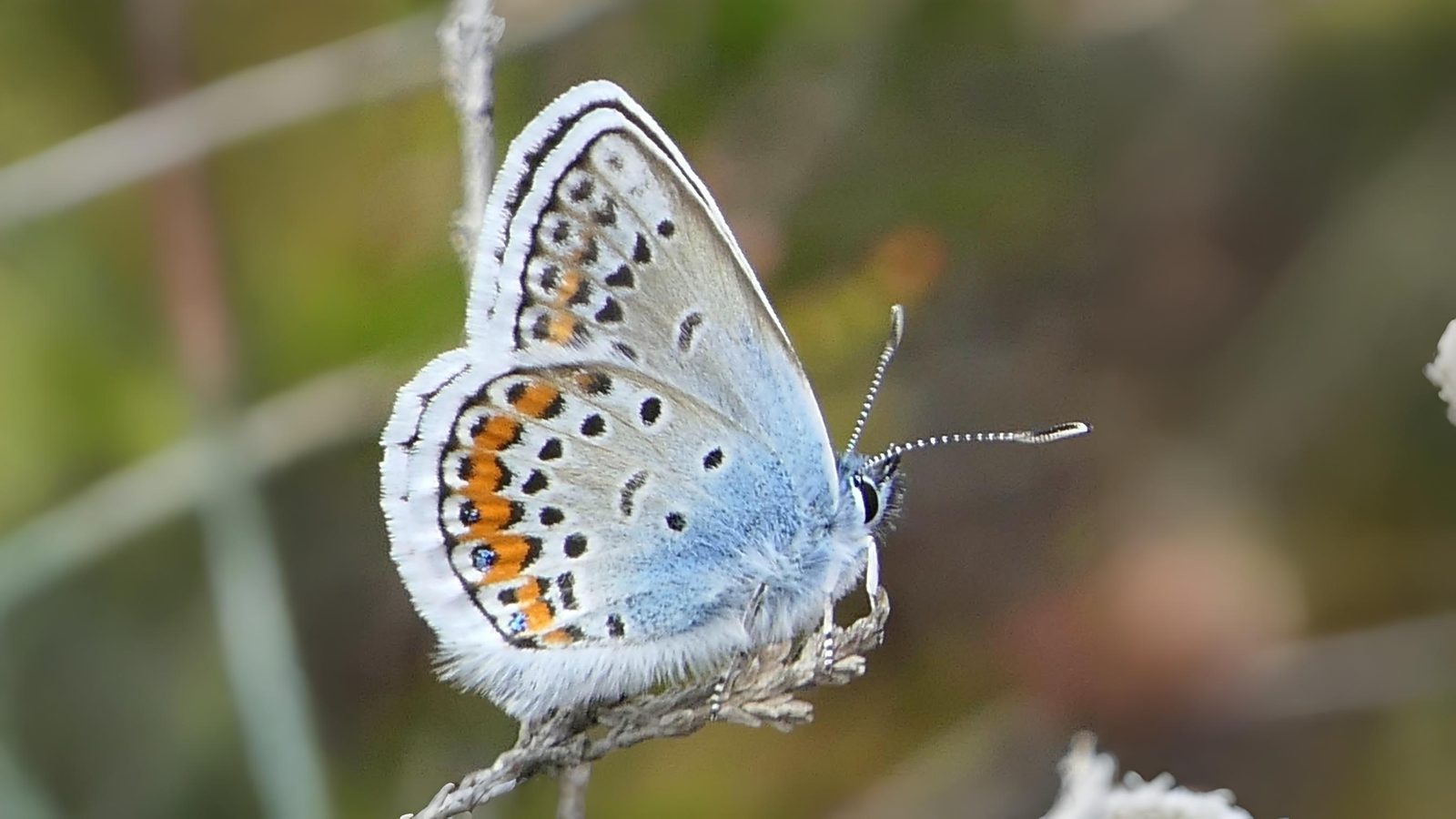 24-July London’s Hidden Jewels: Chasing Rare Butterflies Section Image