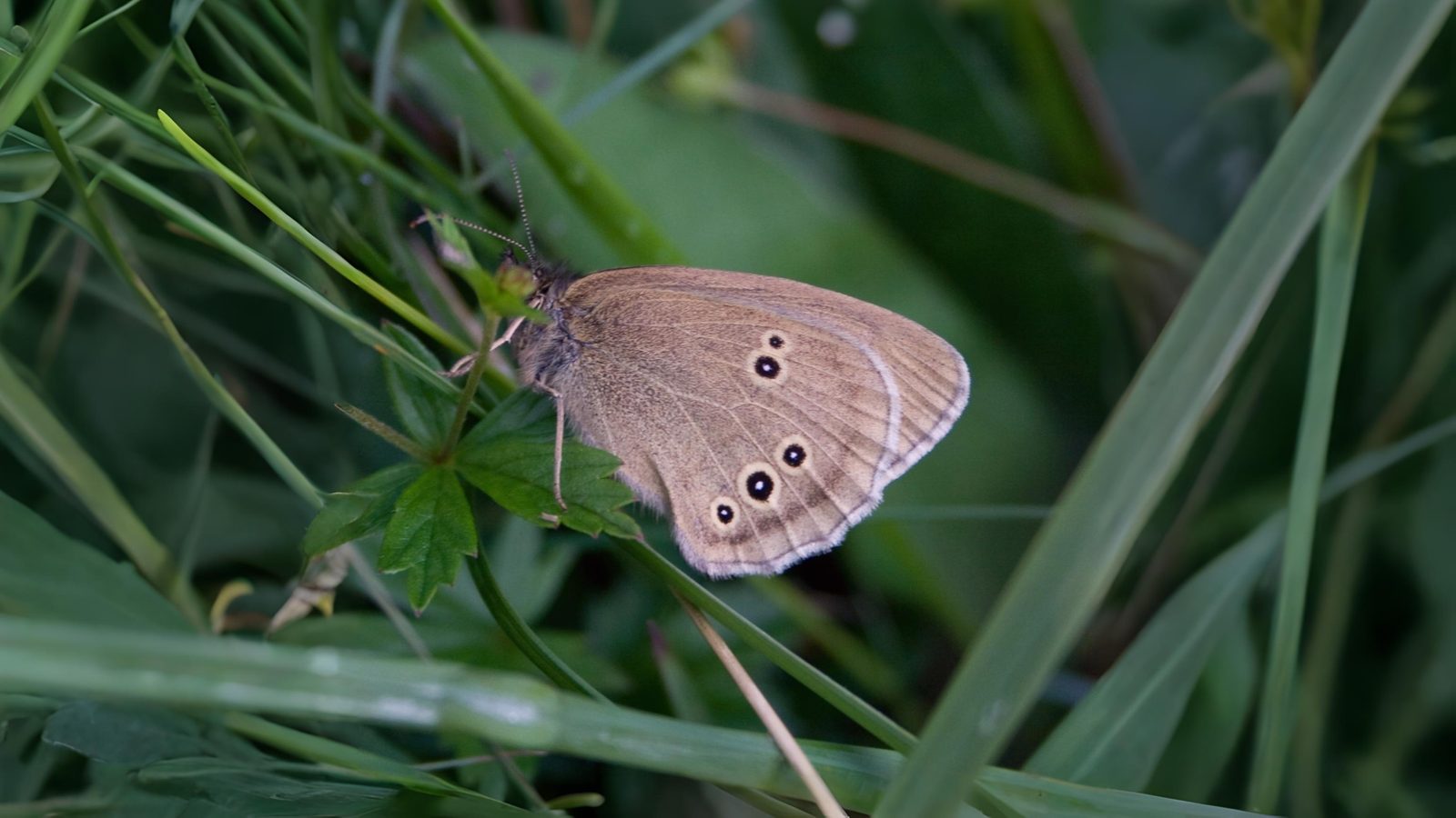 23-July London’s July Butterflies: A Hidden Flutter Section Image
