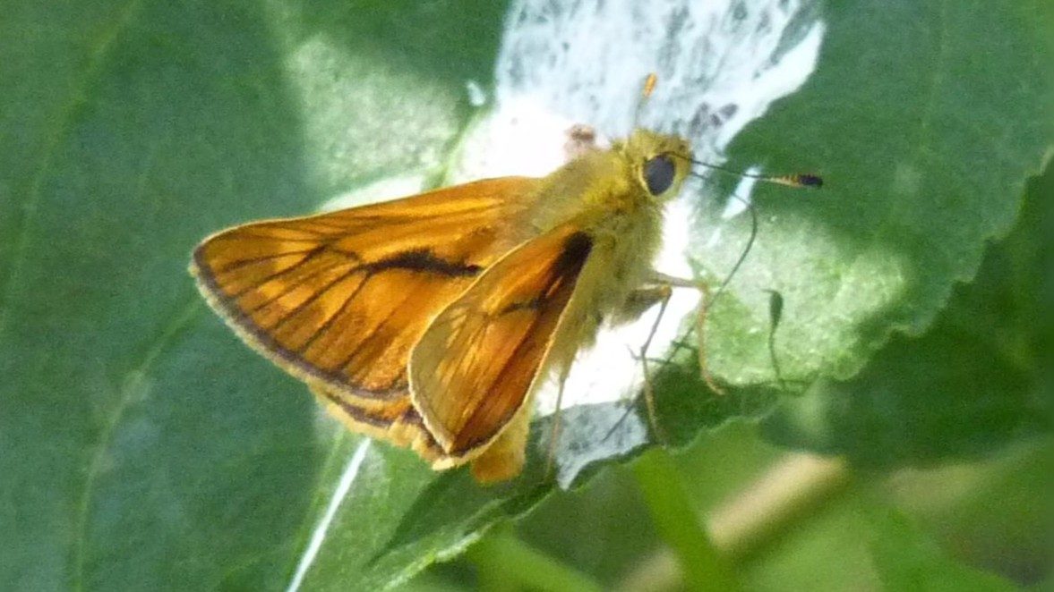 23-July London’s July Butterflies: A Hidden Flutter Section Image