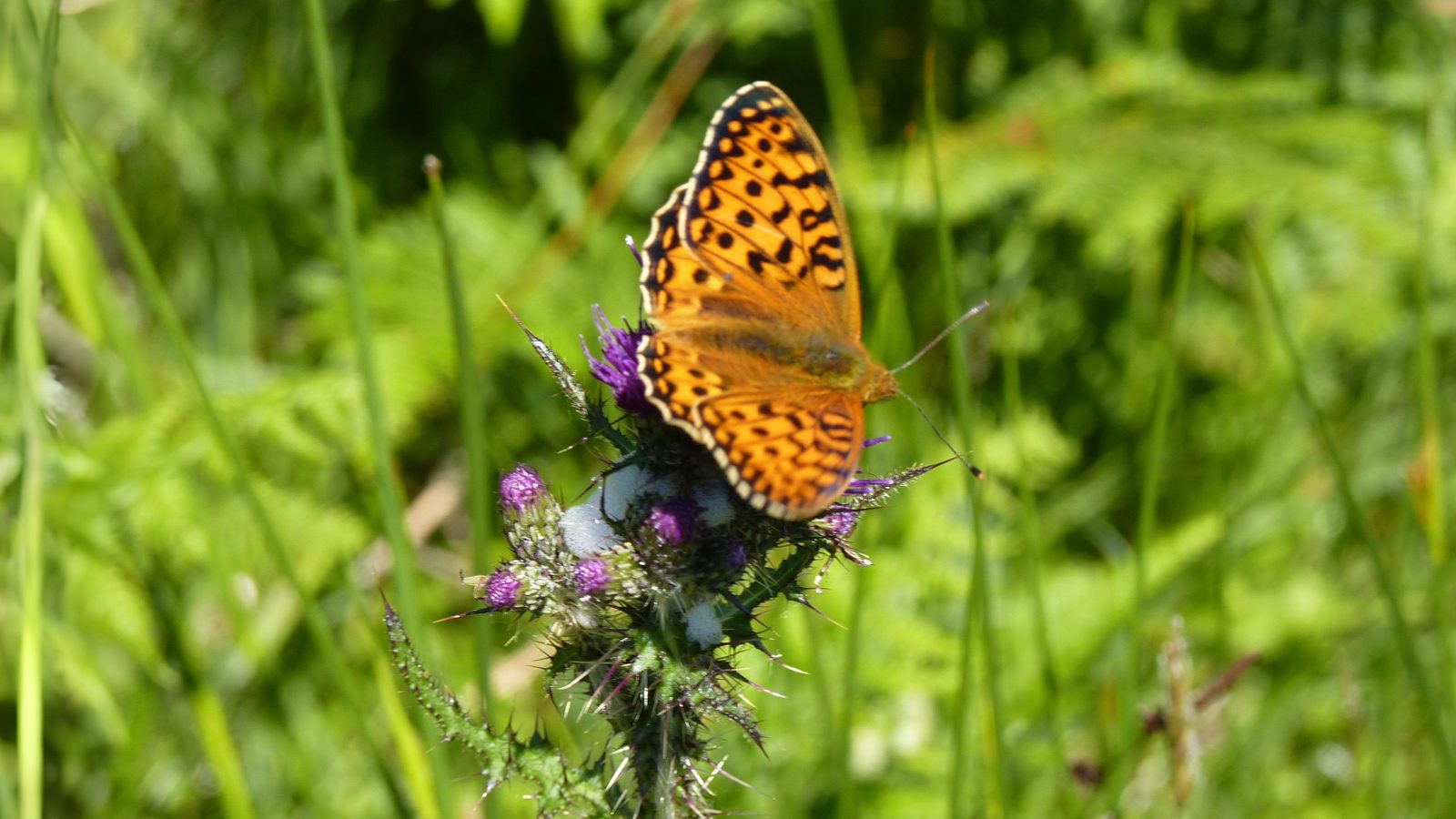 24-July London’s Hidden Jewels: Chasing Rare Butterflies Section Image