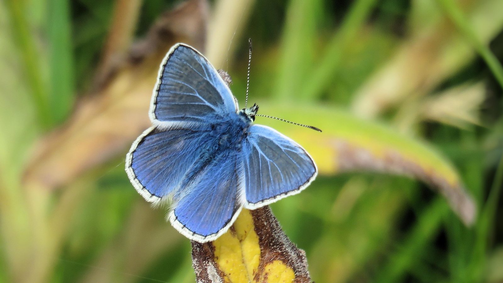 24-July London’s Hidden Jewels: Chasing Rare Butterflies Section Image