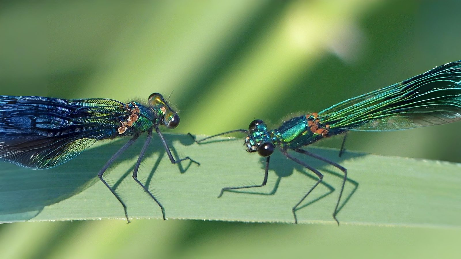 25-July Jurassic Skies: London’s Dragonfly Dynasty Section Image