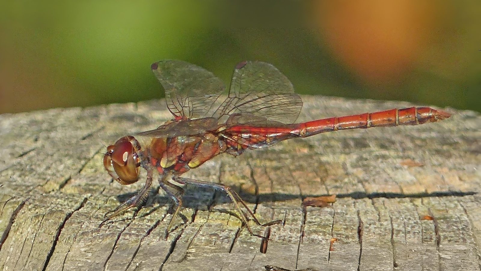 25-July Jurassic Skies: London’s Dragonfly Dynasty Section Image