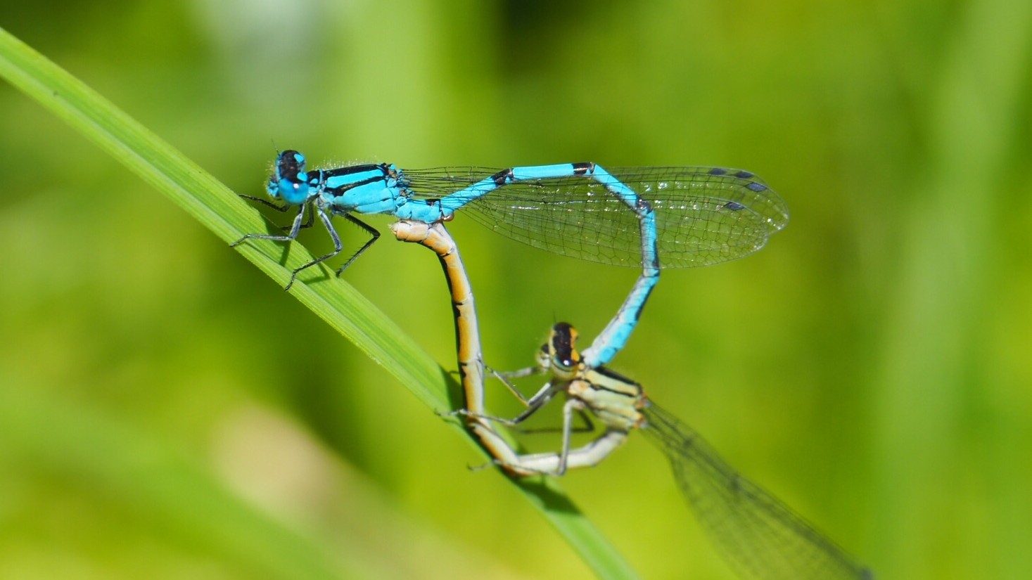 25-July Jurassic Skies: London’s Dragonfly Dynasty Section Image