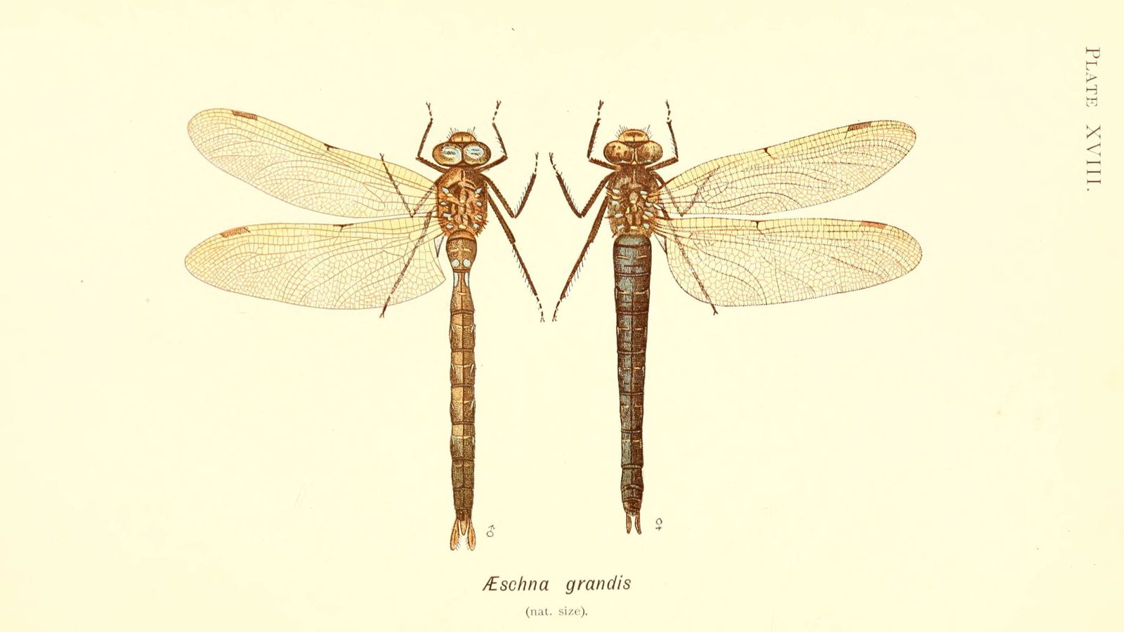26-July Wings of Fire: London’s Dragonfly Identification Guide Section Image