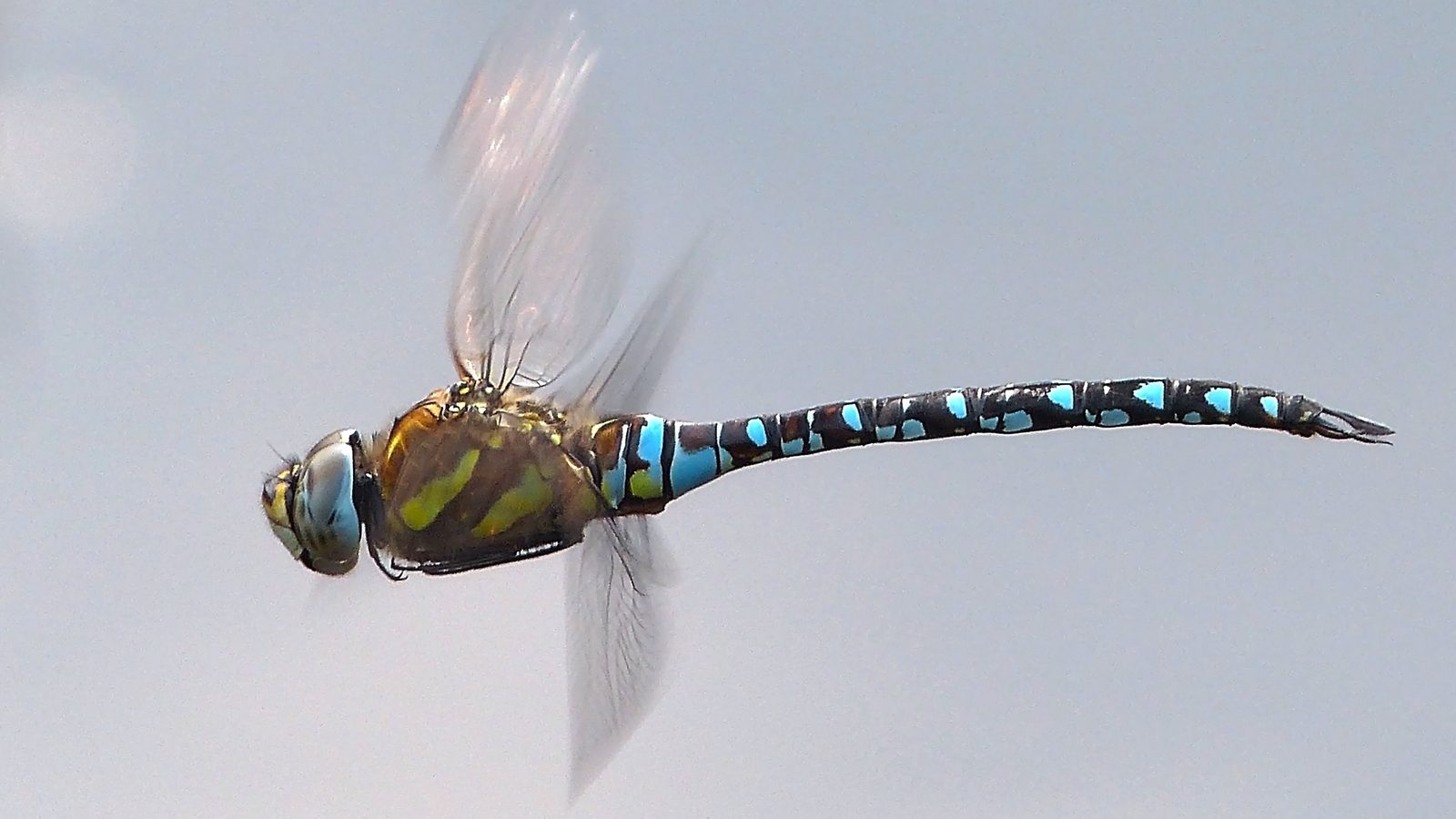 26-July Wings of Fire: London’s Dragonfly Identification Guide Section Image