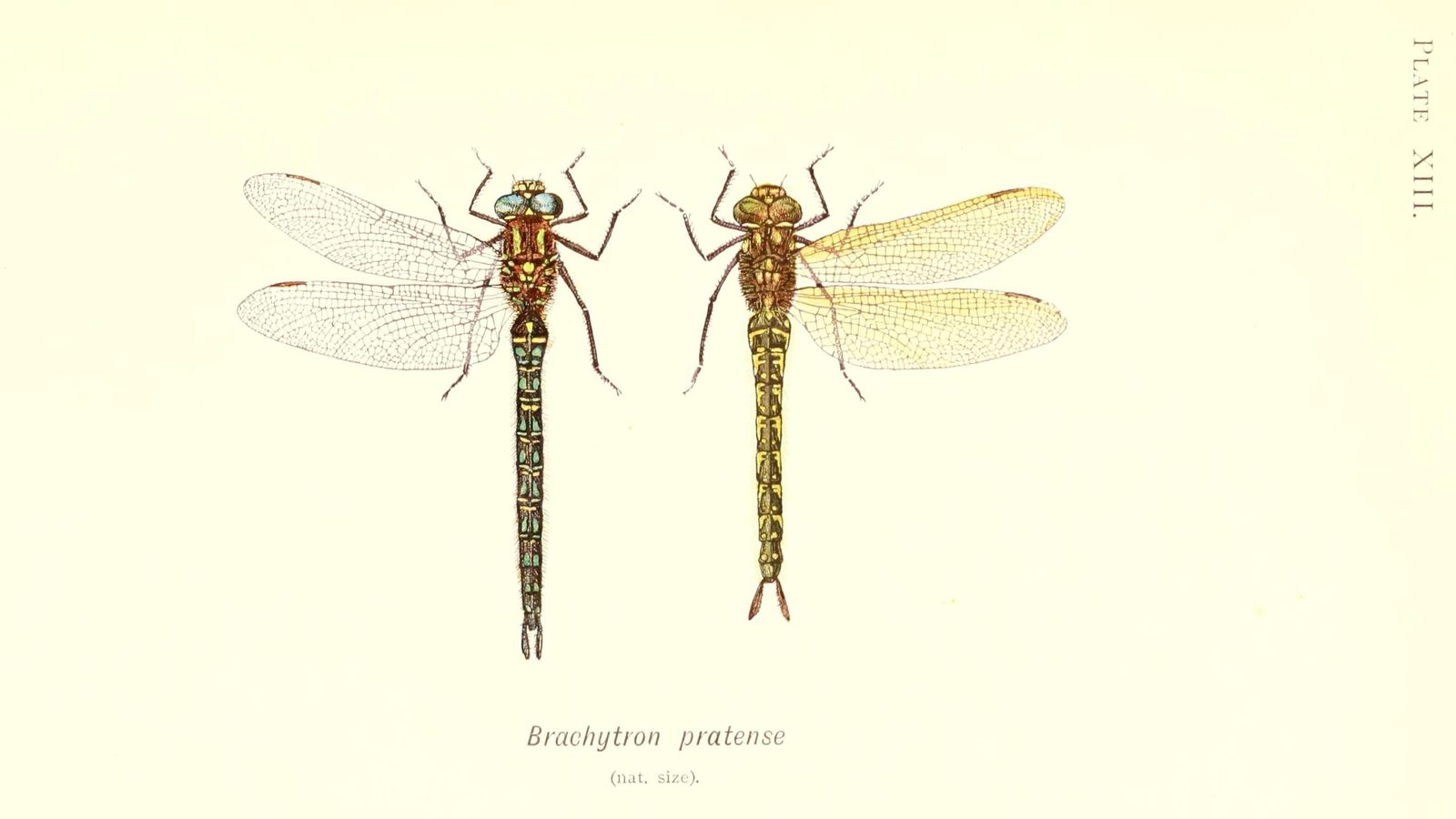 26-July Wings of Fire: London’s Dragonfly Identification Guide Section Image