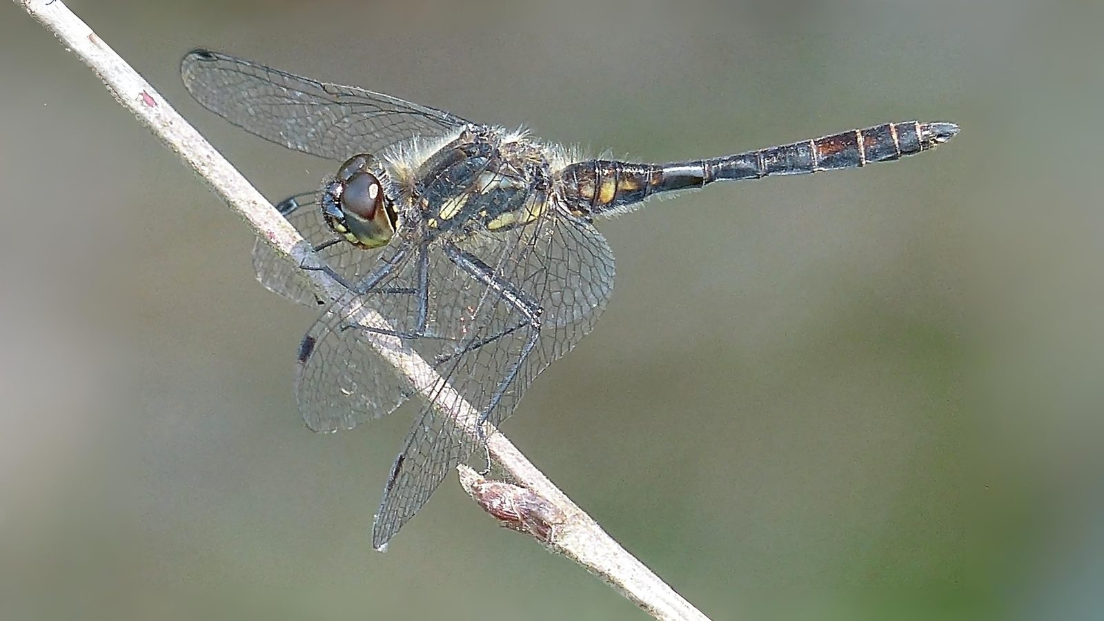 26-July Wings of Fire: London’s Dragonfly Identification Guide Section Image
