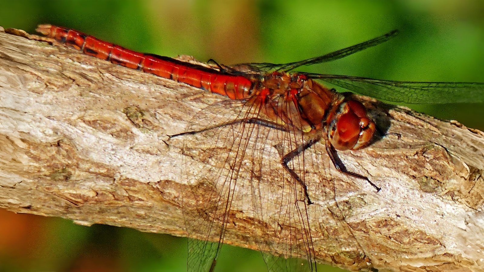 26-July Wings of Fire: London’s Dragonfly Identification Guide Section Image