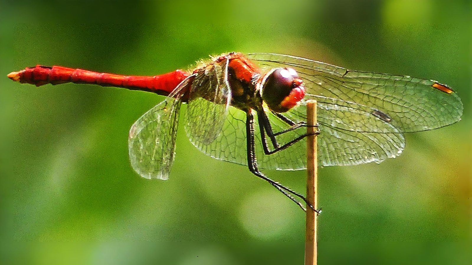 26-July Wings of Fire: London’s Dragonfly Identification Guide Section Image
